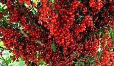 这种水果南方廉价掉地上没人“捡”北方昂贵很多都没吃过(图4)