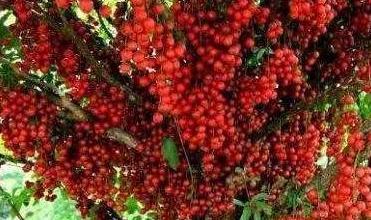 这种水果在南方整棵树都是几近烂大街了北方人却表示买不起！