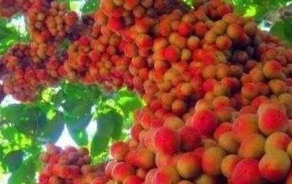 这种水果在南方整棵树都是几近烂大街了北方人却表示买不起！(图2)