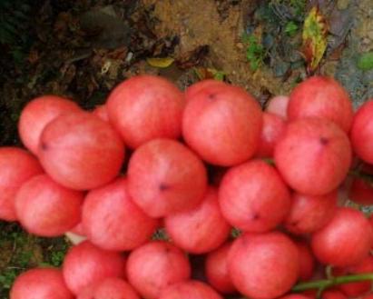 这种水果在南方整棵树都是几近烂大街了北方人却表示买不起！(图4)