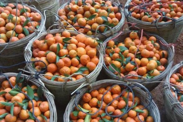 开云中国kaiyun被寄予厚望的砂糖桔为何却成为果农口中的“