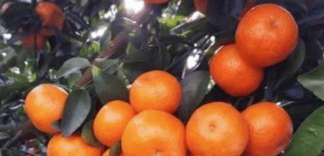 开云中国kaiyun被寄予厚望的砂糖桔为何却成为果农口中的“杀人桔”(图2)