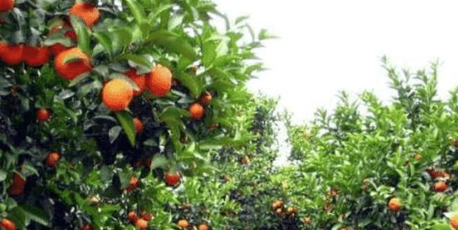 开云中国kaiyun被寄予厚望的砂糖桔为何却成为果农口中的“杀人桔”(图3)