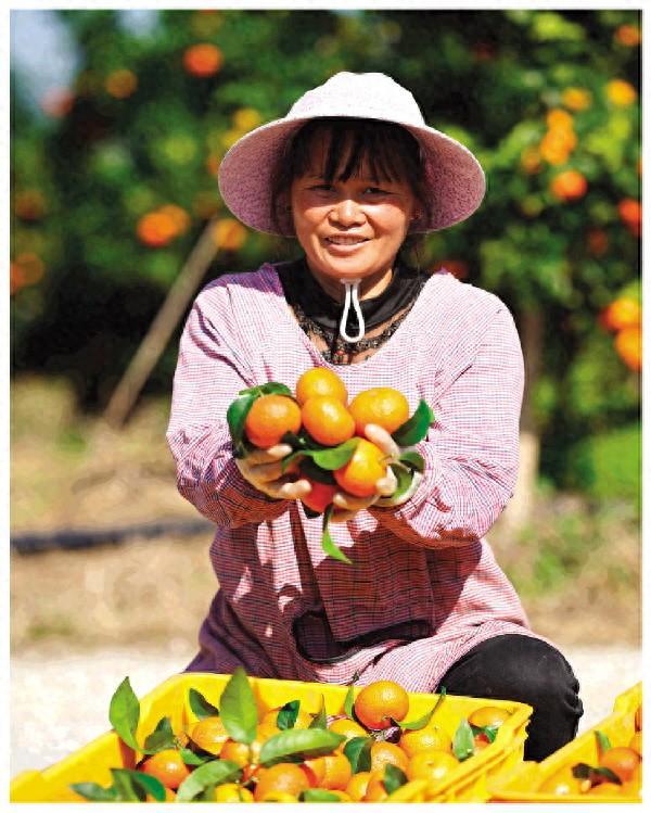 金秋砂糖桔：秋冬季橘类“新宠”