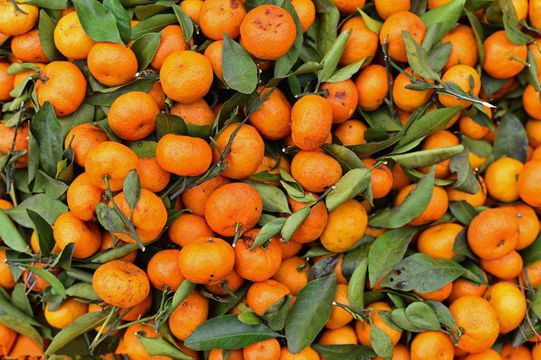 砂糖桔被很多果农称为“杀人桔”它的称号到底从何而来(图3)