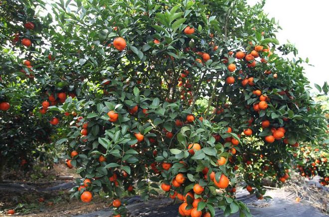 砂糖桔被很多果农称为“杀人桔”它的称号到底从何而来(图2)