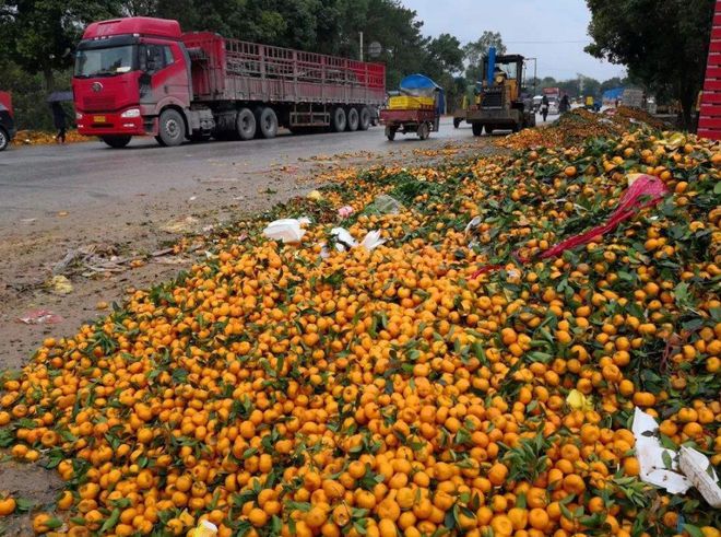 砂糖桔被很多果农称为“杀人桔”它的称号到底从何而来(图4)