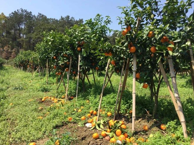砂糖桔被很多果农称为“杀人桔”它的称号到底从何而来(图5)