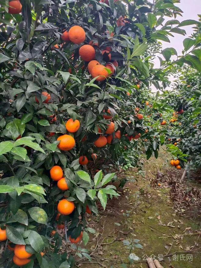 本家百亩特产水果武鸣沃柑2024甜蜜上市“金果子”飞入寻常百姓家(图5)