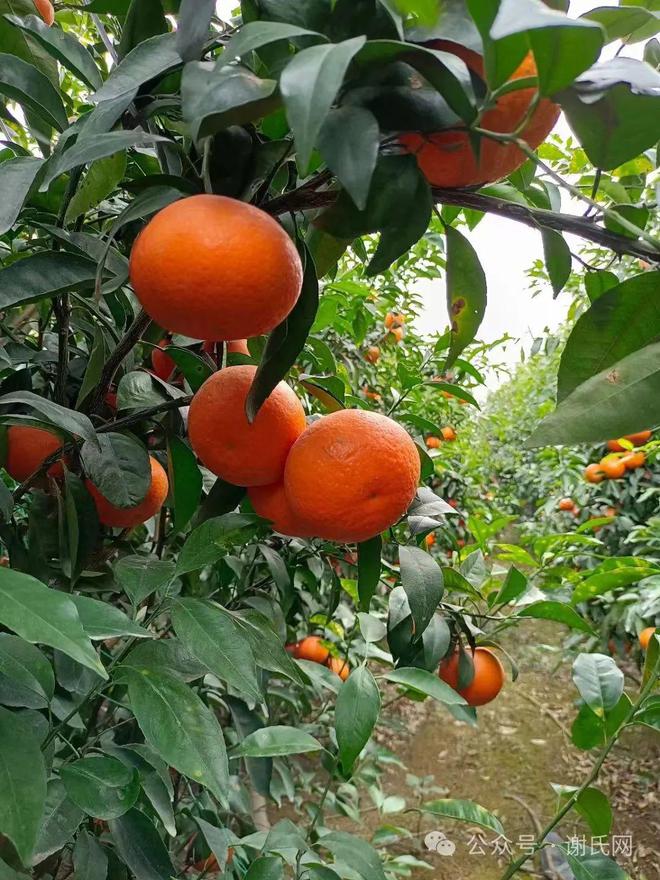 本家百亩特产水果武鸣沃柑2024甜蜜上市“金果子”飞入寻常百