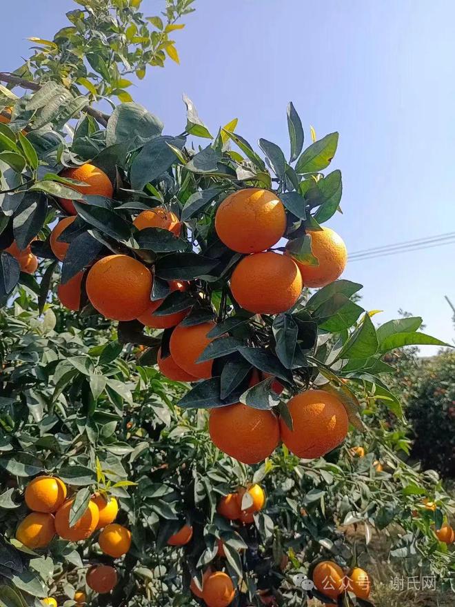 本家百亩特产水果武鸣沃柑2024甜蜜上市“金果子”飞入寻常百姓家(图2)
