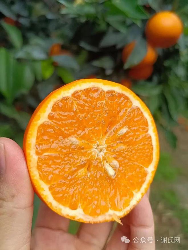 本家百亩特产水果武鸣沃柑2024甜蜜上市“金果子”飞入寻常百姓家(图4)