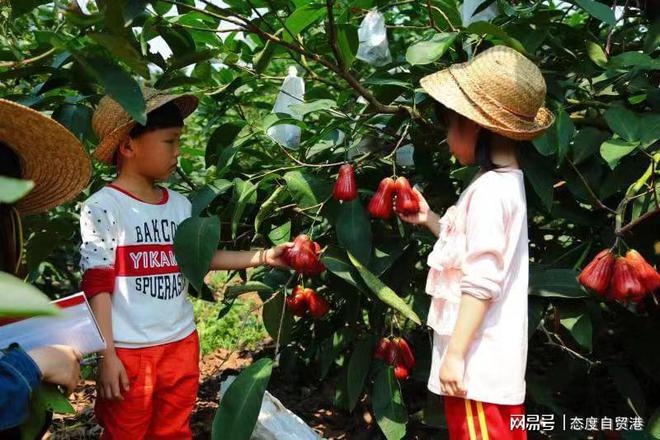 kaiyun入口荔枝莲雾任品、含鲜量十足这场水果狂欢不容错过