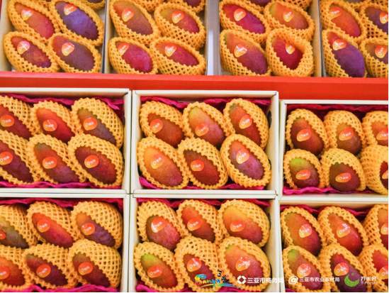 kaiyun开云网站加速海南经济发展：2024热博会春季水果逆向采购会或成为招商引资新契机(图8)