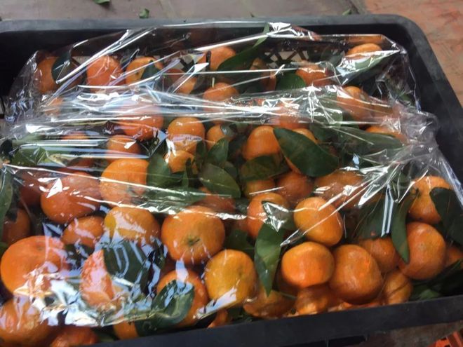 kaiyun体育官方网站清甜如蜜的砂糖桔上市啦！你吃了吗？(图3)