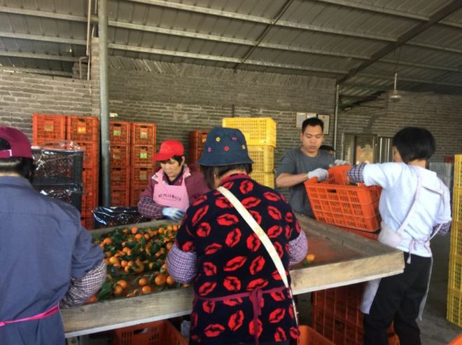 kaiyun体育官方网站清甜如蜜的砂糖桔上市啦！你吃了吗？(图2)