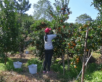 kaiyun体育官方网站清甜如蜜的砂糖桔上市啦！你吃了吗？