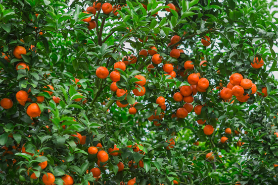 西林：沙糖kaiyun开云网站桔果甜如蜜特色产业富万家