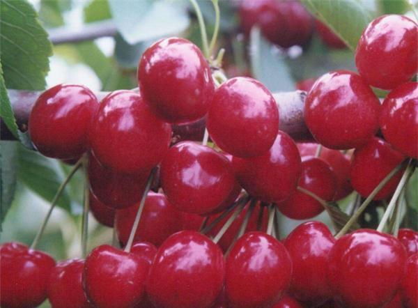 kaiyun体育官方网站4月新鲜上市的水果有哪些 四月份时令水果合集(图4)