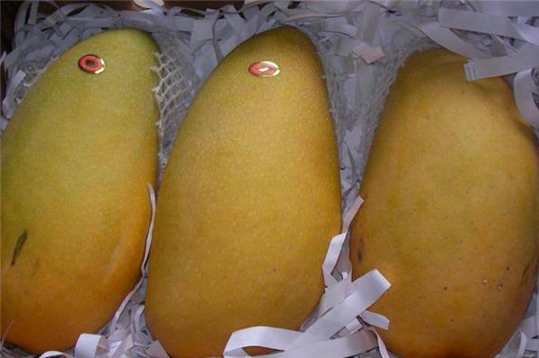 kaiyun体育官方网站4月新鲜上市的水果有哪些 四月份时令水果合集(图5)