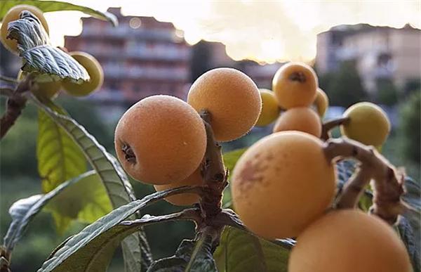 kaiyun体育官方网站4月新鲜上市的水果有哪些 四月份时令水果合集(图2)