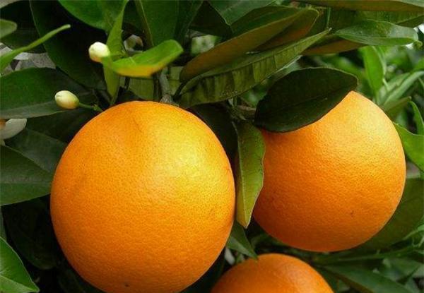 kaiyun体育官方网站4月新鲜上市的水果有哪些 四月份时令水果合集(图6)