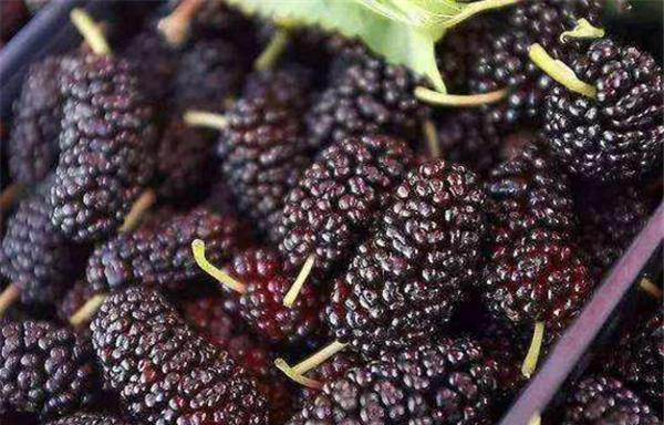 kaiyun体育官方网站4月新鲜上市的水果有哪些 四月份时令水果合集(图3)