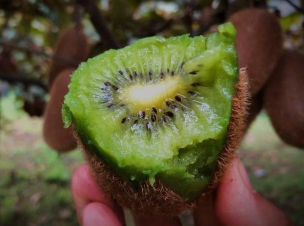 kaiyun开云网站苹果对胃病患者有害吗？医生建议：养肠胃的人最好避开这4种水果(图4)