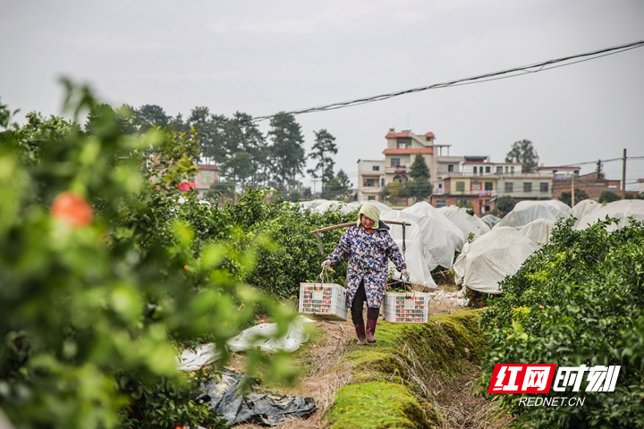 蓝山：小小砂糖橘 甜蜜致富果（组图）kaiyun中国平台(图2)