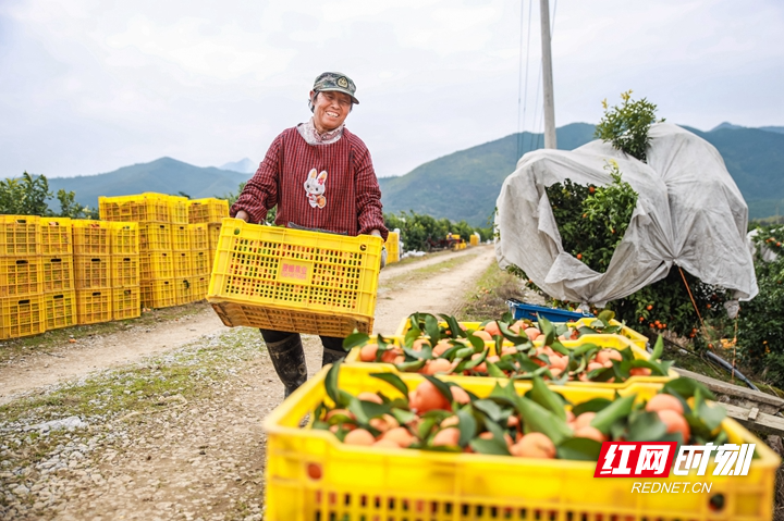 蓝山：小小砂糖橘 甜蜜致富果（组图）kaiyun中国平台