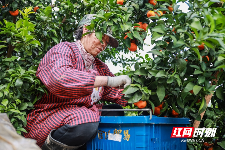 蓝山：小小砂糖橘 甜蜜致富果（组图）kaiyun中国平台(图3)