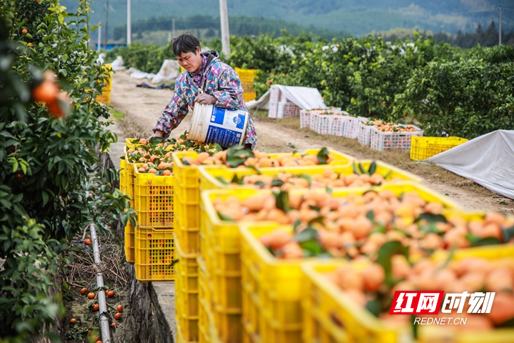 蓝山：小小砂糖橘 甜蜜致富果（组图）kaiyun中国平台(图4)