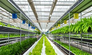 我国水果种植面积持续增长 2024水果产业现状调研分析kaiyun官网开云(图2)