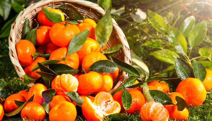 砂糖橘是什么梗 砂糖橘的梗是什么意思kaiyun中国平台(图3)