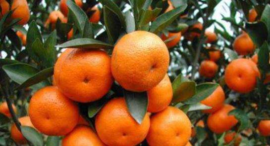 西林沙糖桔畅销全国kaiyun开云网站 产值达20亿元