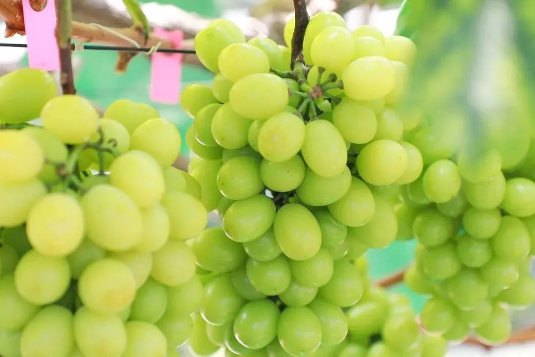 聚焦食kaiyun登录入口开云品安全丨新鲜水果应如何保存？