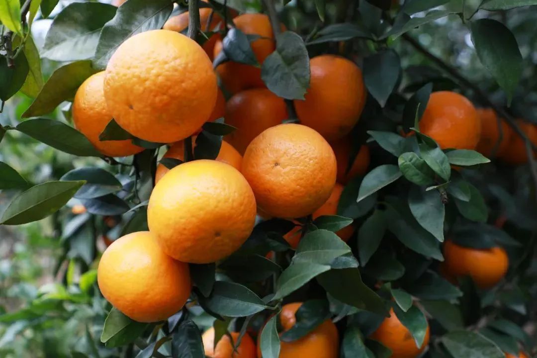 聚焦食kaiyun登录入口开云品安全丨新鲜水果应如何保存？(图3)