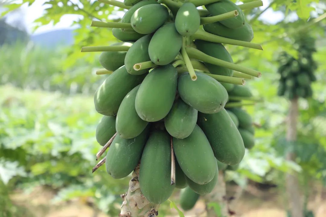 聚焦食kaiyun登录入口开云品安全丨新鲜水果应如何保存？(图2)