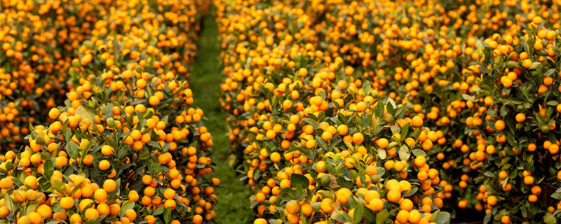 沙糖桔种植条件kaiyun登录入口开云