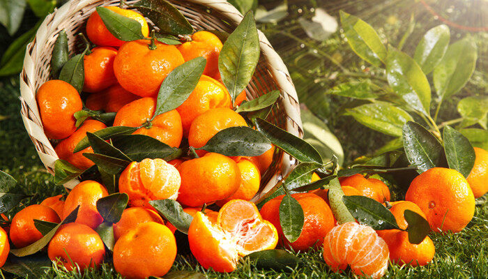 kaiyun登录入口登录沙糖桔是杂交品种吗(图2)