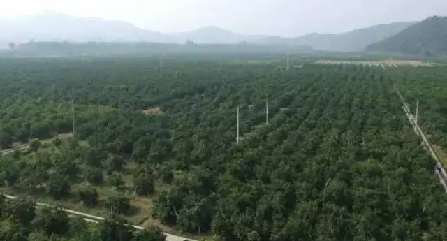 开云kaiyun官方网站桂林沙糖桔又粗大事了这个居然是有混混威胁。。。。。(图4)