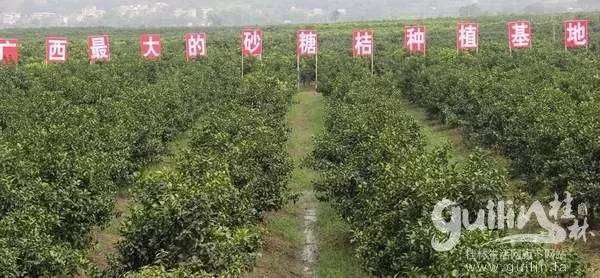 开云kaiyun官方网站桂林沙糖桔又粗大事了这个居然是有混混威胁。。。。。(图5)