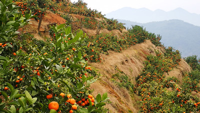 开云kaiyun官方网站沙县：高砂沙糖桔喜获丰收