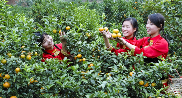 郁南无核砂糖桔开云kaiyun官网