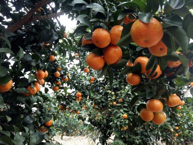 开云kaiyun官方网站每到沙糖桔上市时 为何就会出现“沙糖