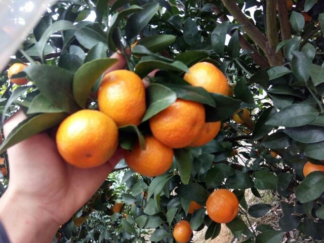 开云kaiyun官方网站每到沙糖桔上市时 为何就会出现“沙糖桔是药水泡大的”说法？(图2)