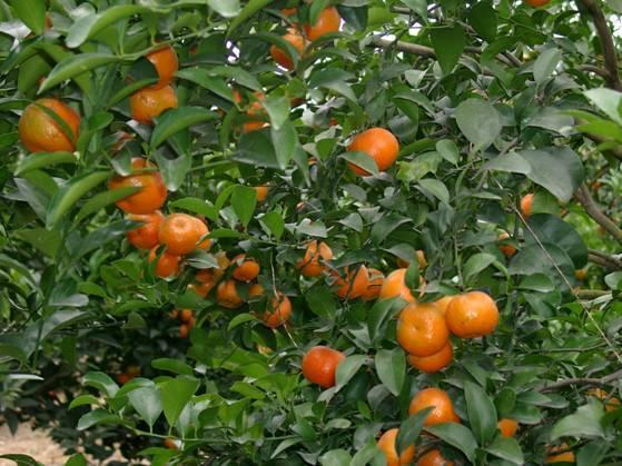 开云kaiyun官方网站每到沙糖桔上市时 为何就会出现“沙糖桔是药水泡大的”说法？(图3)