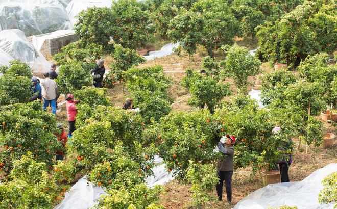 开云kaiyun官方网站从“中国橘王”到“赔本赚吆喝”砂糖橘中国式农业的“牺牲品”(图5)