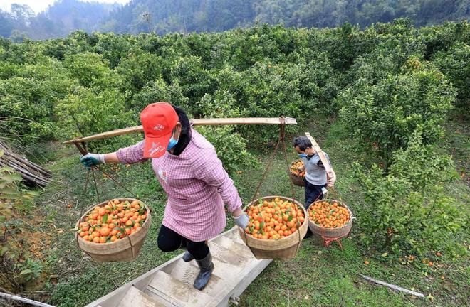 开云kaiyun官方网站从“中国橘王”到“赔本赚吆喝”砂糖橘中国式农业的“牺牲品”(图7)
