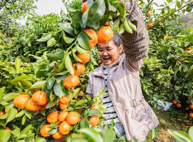 开云kaiyun官方网站从“中国橘王”到“赔本赚吆喝”砂糖橘中国式农业的“牺牲品”(图4)